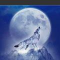 雪狼旭东头像