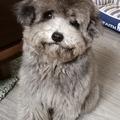Felix黄嘉贤头像