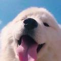 杪冬二十灬头像