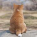 超级飞侠就是我呀头像
