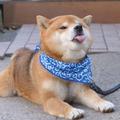 张三73264815头像