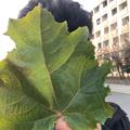 拾柒5218头像