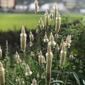 红彤彤的face头像
